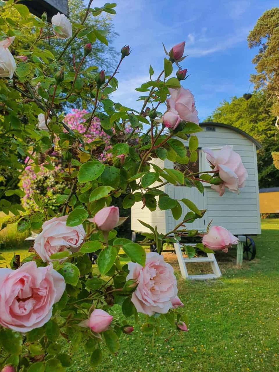 Blackstairs Shepherds Huts Killedmond Εξωτερικό φωτογραφία