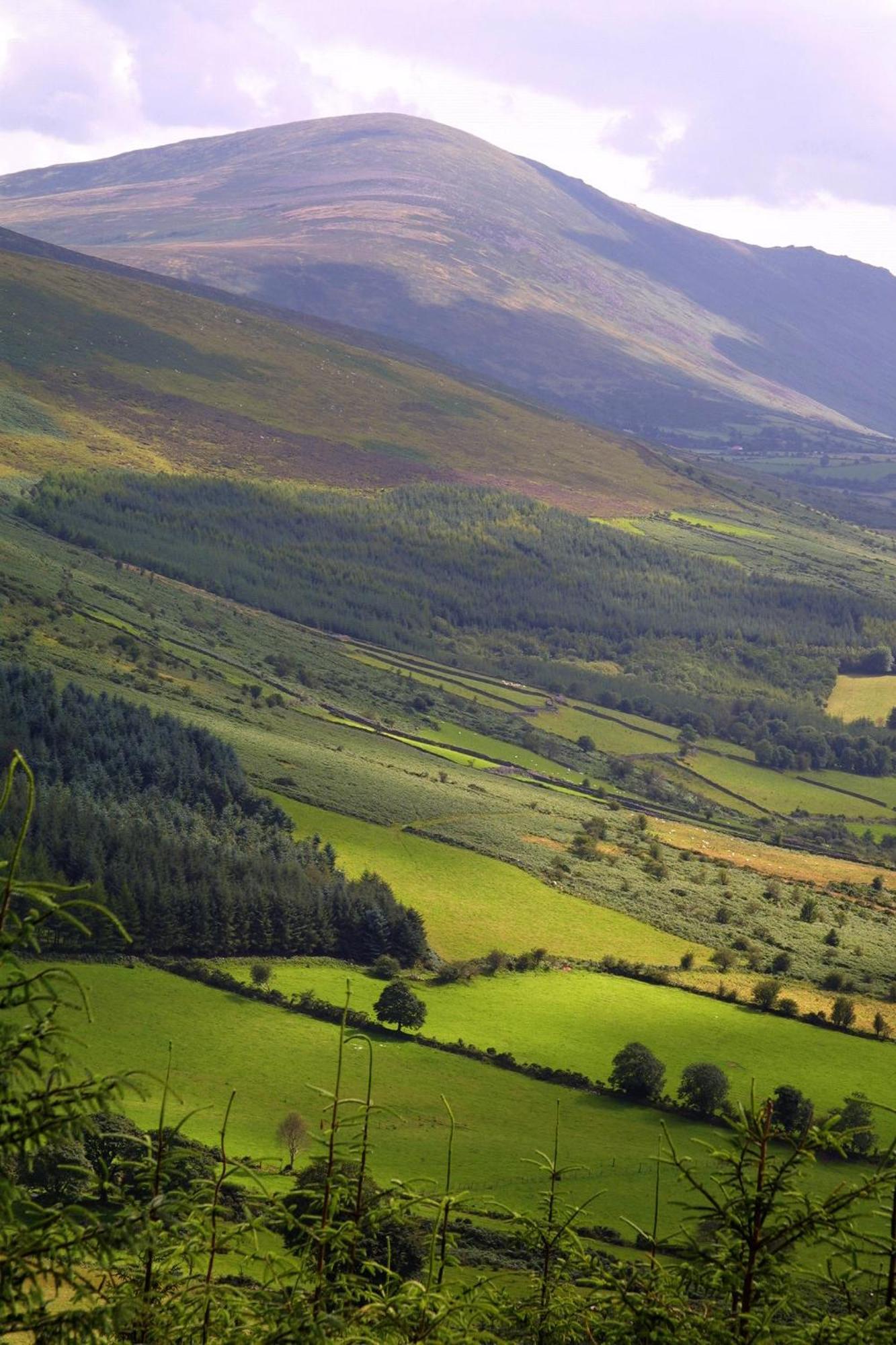 Blackstairs Shepherds Huts Killedmond Εξωτερικό φωτογραφία